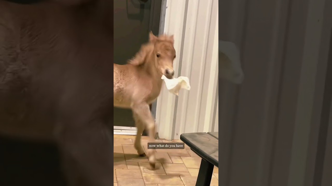 Смешные моменты Кэти Ван Слайк