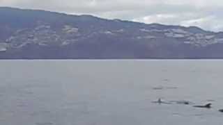 Dolphins. Madeira July 2014