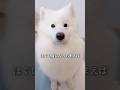 【魚類】キッチン横のかわい子ちゃんが元旦から現れた！ #サモエド #samoyed #生きたぬいぐるみ