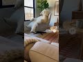Polar bear resting #aivideo #funny #animals #ai #shorts