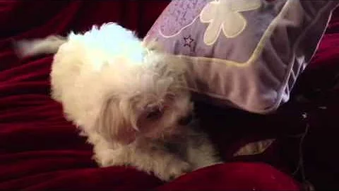 Millie the Bichon Frise Howling