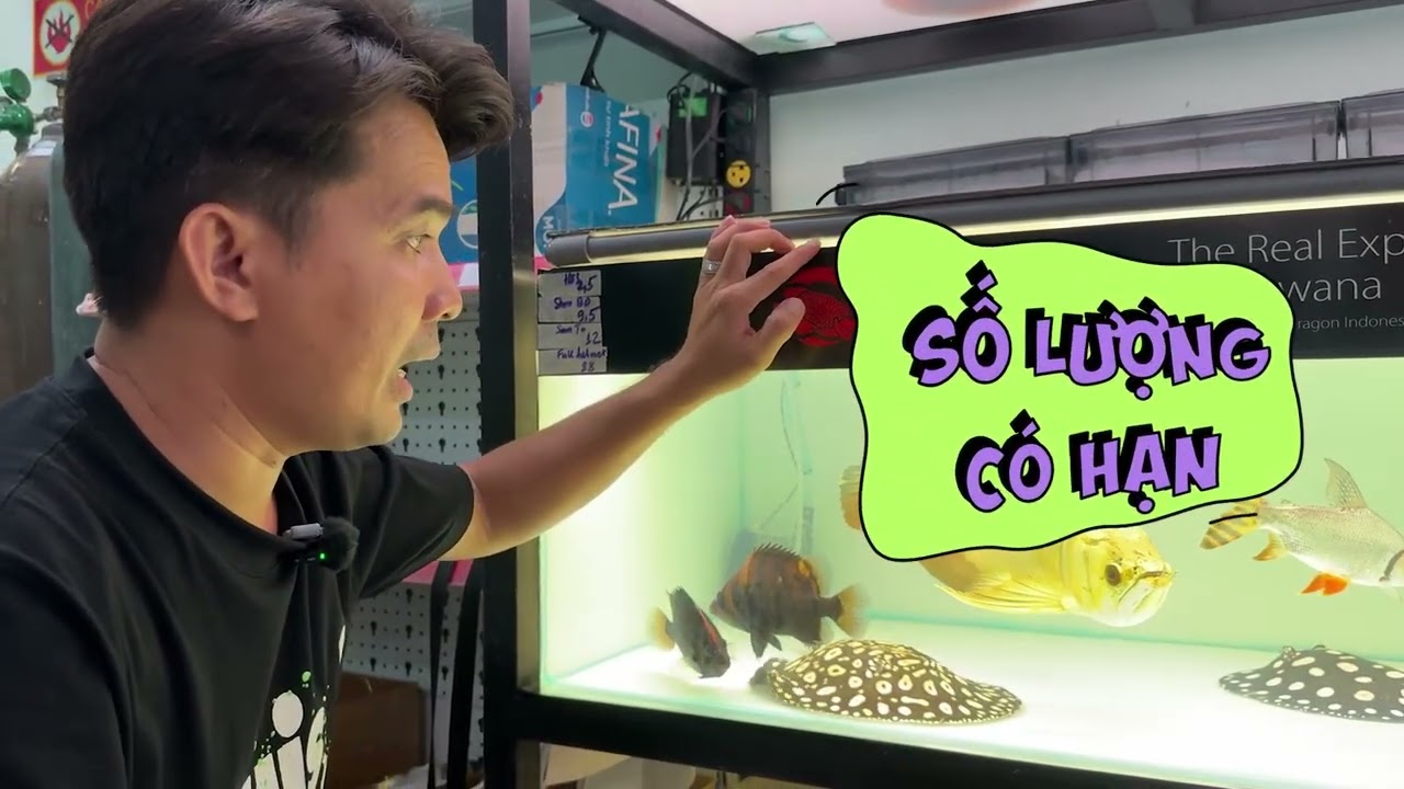 Review chi tiết những bộ hồ đang xả tại CRVN (còn 1 vài bộ thôi nha anh em)