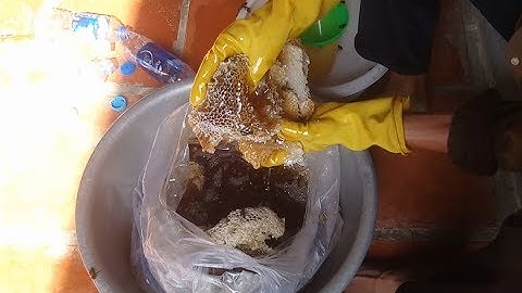 Trúng Tổ Ong Rừng Mật Khủng và Cận Cảnh Vắt Mật Ong