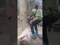 Woodworking projects large tree feeling Techniques #shortvideo #treecutting #chainsaw
