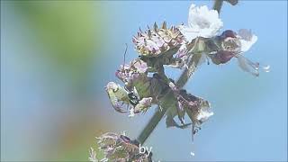 Spiny flower mantids on a basil bush