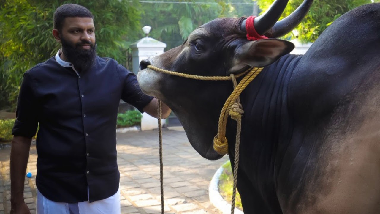 ROCKY the kanghayam bull kerala
