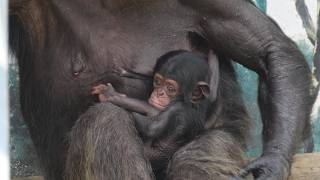 Adorable Nanako's Baby—Tennoji Zoo—Chimpanzee—202607 - YouTube