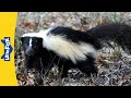 Meet the animals  skunk  mammals  wildlife animals  kindergarten