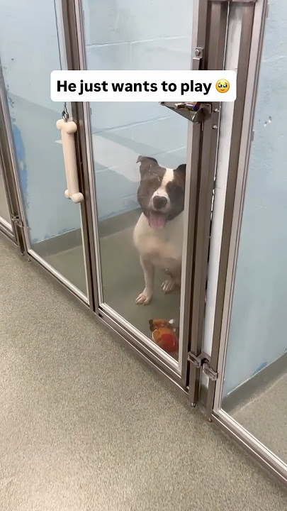 Oh sweetie 🙏 He’s such a good boy ❤️ Story in comments #dog #adoptme #play #goodboy #florida #dogs