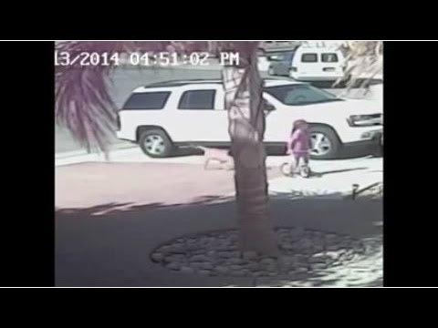 Brave cat Saves kid from pitbull attack