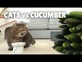 Cats vs Cucumber | Kittisaurus