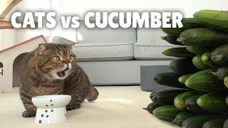 Cats vs Cucumber | Kittisaurus