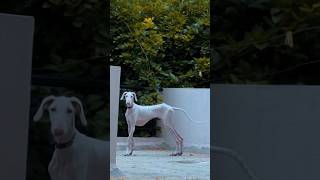 Sighthound Puppy 1-Year Transformation! 🐕💨#sighthound #beforeandafter