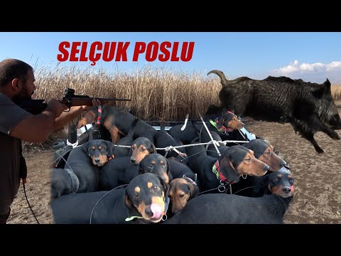 YABAN DOMUZU AVLARI-BEST WILD BOAR HUNTİNG TURKEY-CHASSE AU SANGLIER