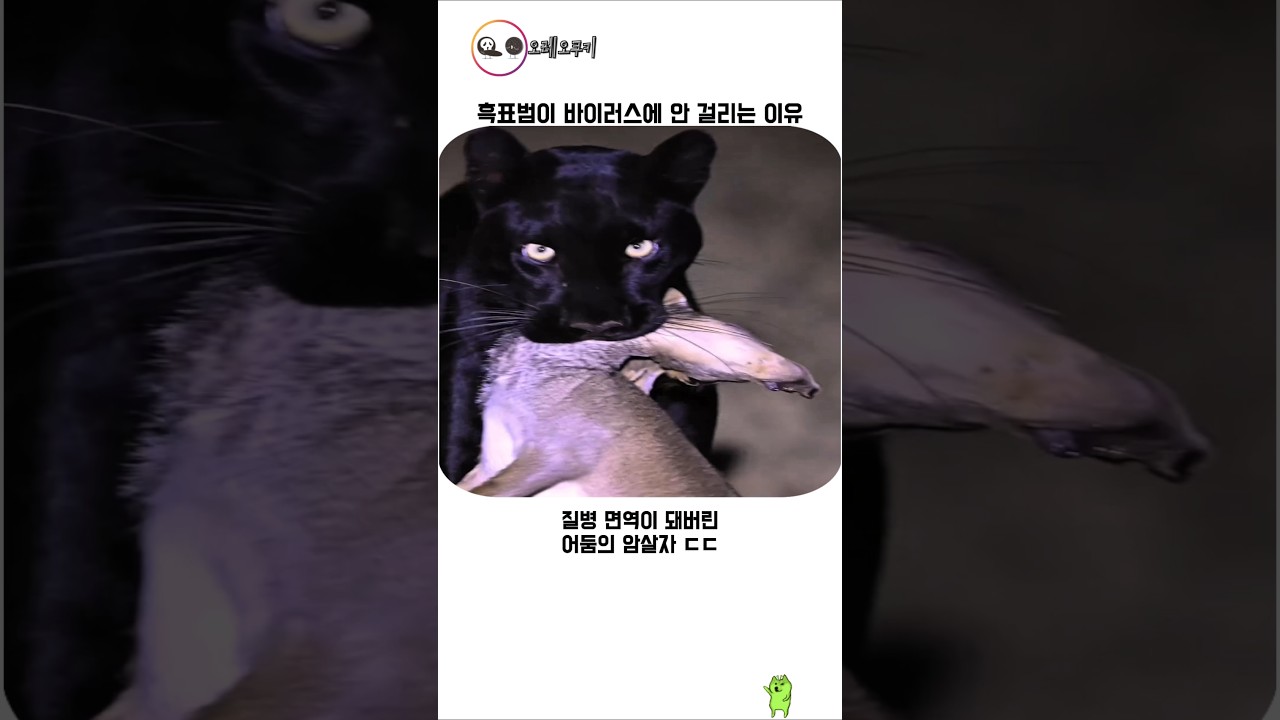 흑표범이 바이러스에 안걸리는 이유