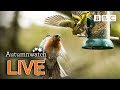 Cute wildlife cams UK 1 Nov 🦔🐾🐿 | BBC Autumnwatch