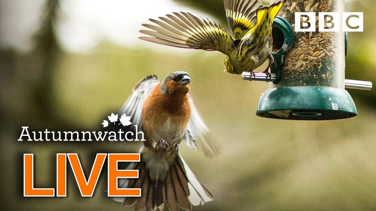 Cute wildlife cams UK 1 Nov 🦔🐾🐿 | BBC Autumnwatch - YouTube