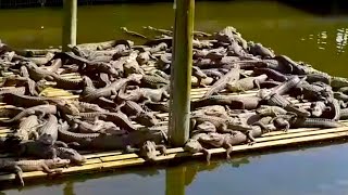 DO NOT STEP ON DOCK FULL OF 1000 ALLIGATORS!!!