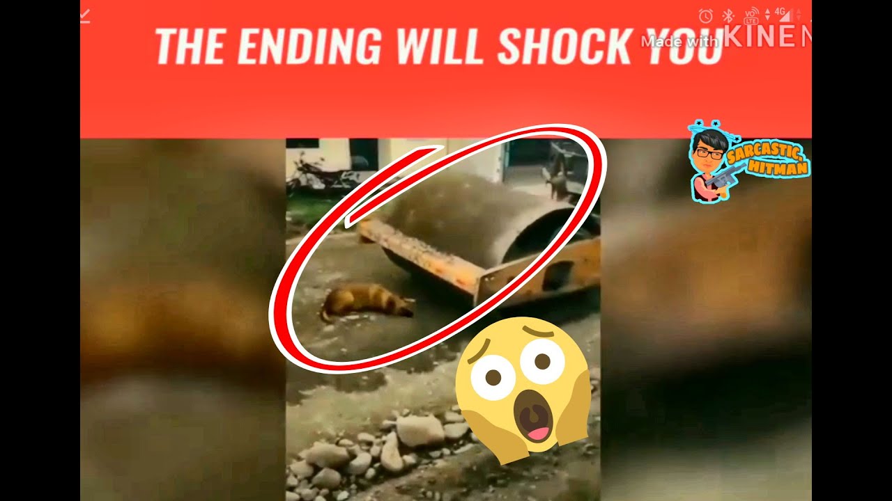 The ending will shock you !!!😱Dog crushed by road roller MUST WATCH