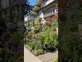 Beautiful landscaping at Comox street #vancouver #shibainu #shiba