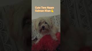Tere Naam #salmankhan #terenaam #90sgirl #love #pets #90s #funny #comedy #comedyshorts