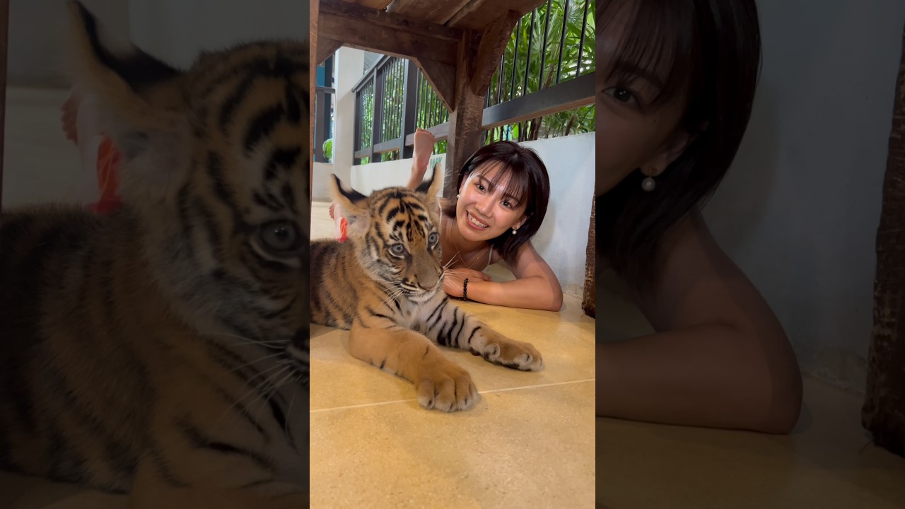 タイガーパークinPATAYA
