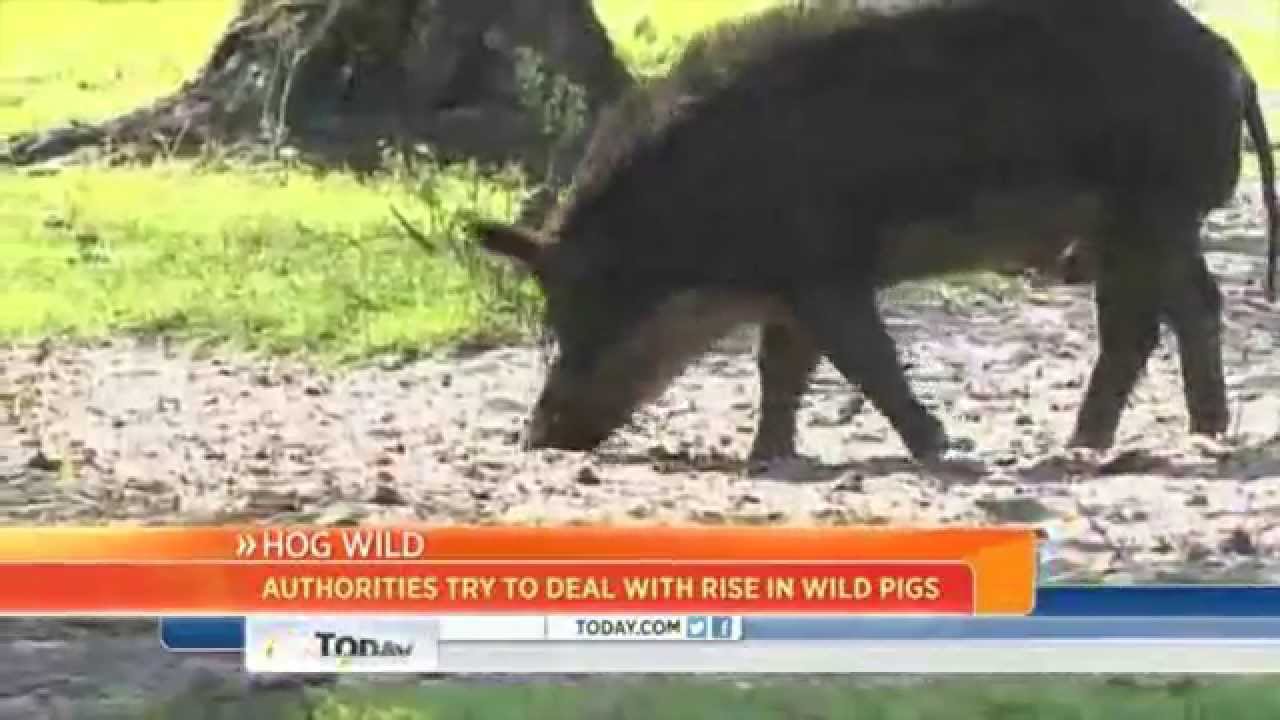 Tennessee's Wild Hog Eradication Action Team W.H.E.A.T. YouTube