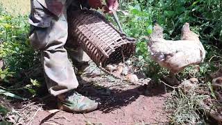 los saib kuv tus txiv wb mus hlais nplej ua mov nplej tshiab