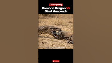 Komodo Dragon vs python‼️Shocking Ending | Battle of the Strongest Reptiles #python #komodo