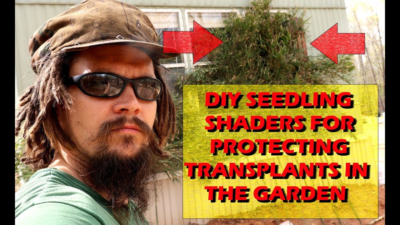 DIY SEEDLING SHADERS FOR PROTECTING TRANSPLANTS IN THE GARDEN