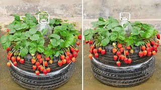 Three simple tips for growing strawberries in tires  Low cost but high yield