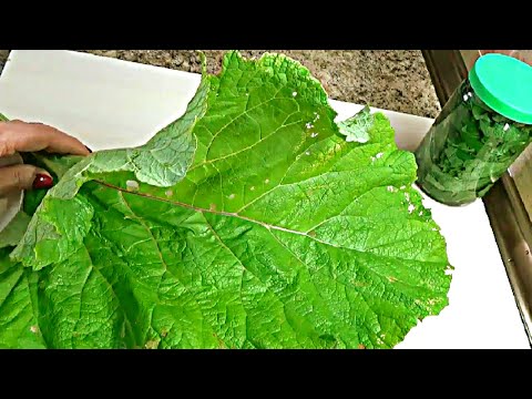 Листья лопуха Репейника в народной медицине Что лечат  Как заготовить