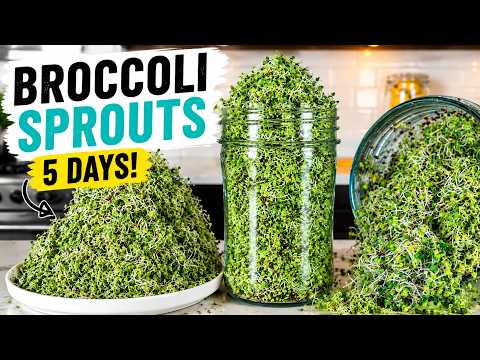 How To Grow Broccoli Sprouts at Home in Just 5 Days!