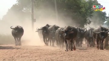 Nơi con trâu vẫn là "đầu cơ nghiệp" | LONG AN TV