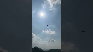 Soaring Eagle Above the Sky🦅#eagle #soaringeagle #birdsofprey #wildlife #shortsvideo