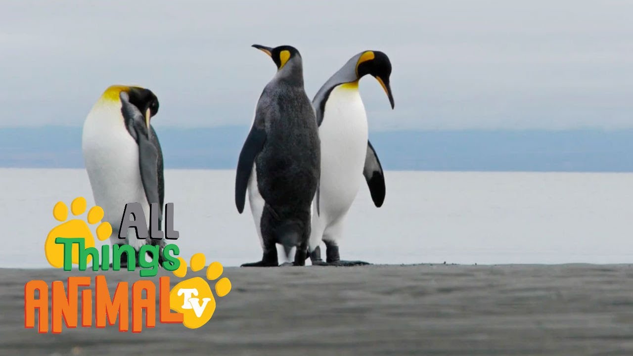PENGUIN * | Animals For Kids | All Things Animal TV - YouTube