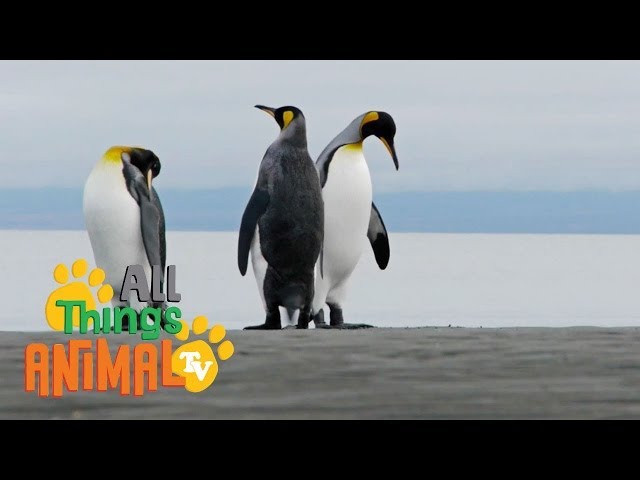 Animal Description: Penguins