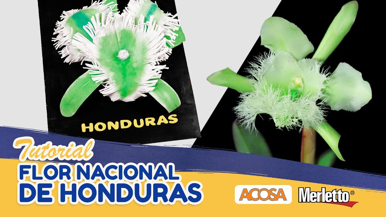 Tutorial Flor de Honduras 🌺🇭🇳 YouTube