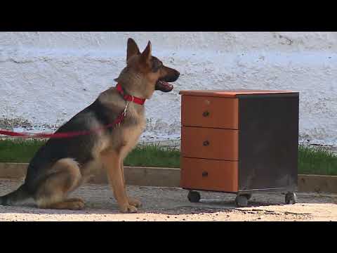 Video: A mbulon sigurimi i qenve sterilizimin?