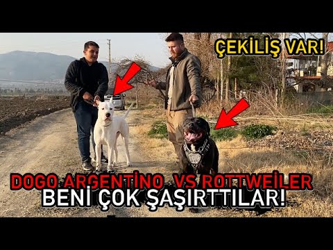 Dogo Argentino TYSON VS Rottweiler HADES - BULUŞMA ÇOK ŞAŞIRTTI ÇEKİLİŞ VAR!