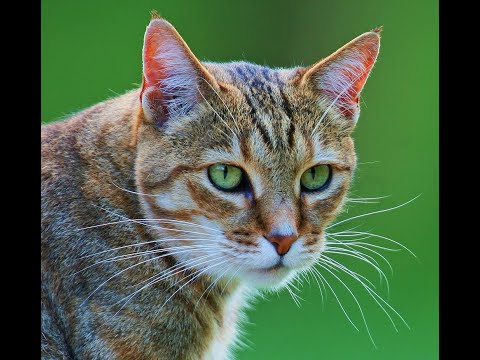 Sorishni tomosha qiling