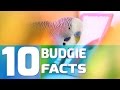 10 Cool Facts About Budgies