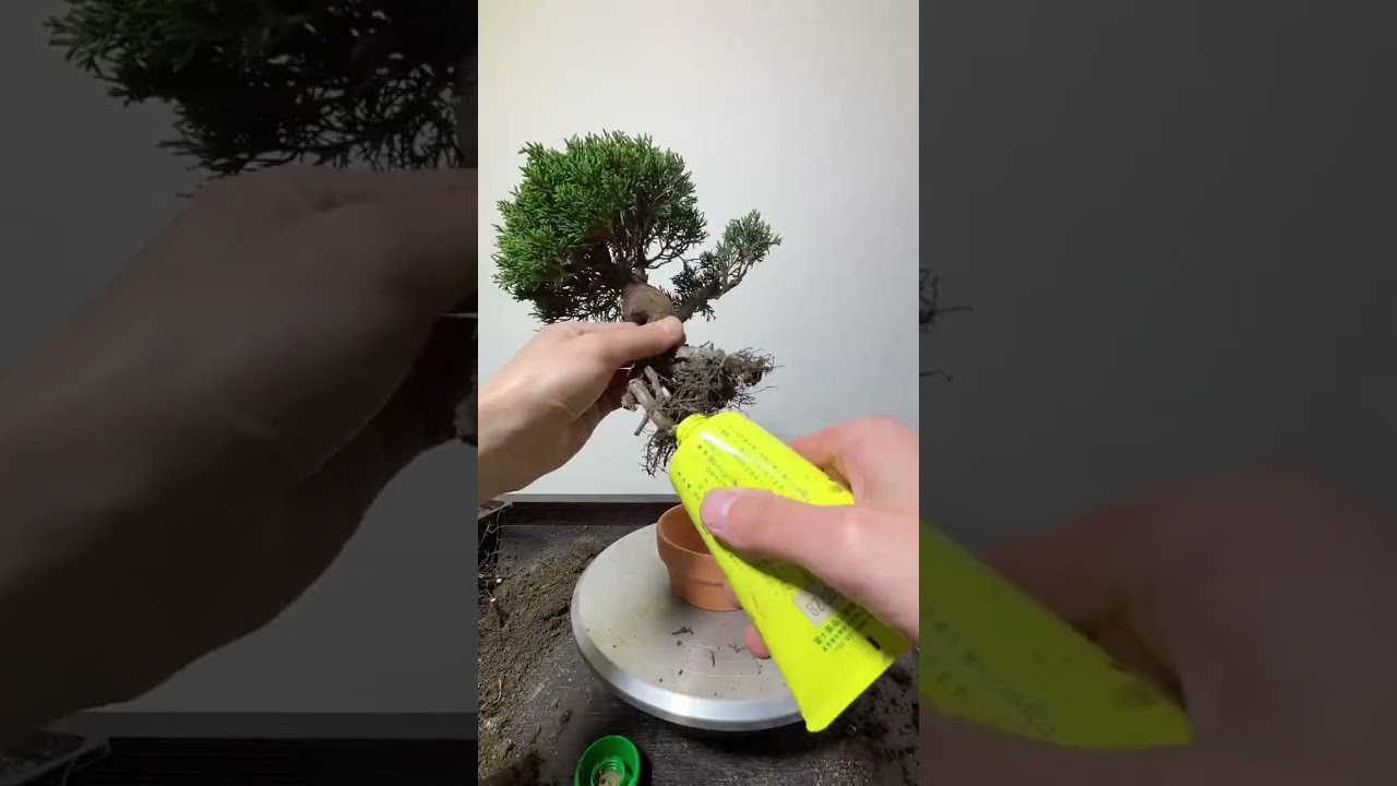 希少！山採り 杜松 展示会 イボジン 真柏 大品 这颗七十元的真柏，做完2000都不卖。This 70 yuan genuine cypress won