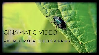 Micro videography | | 4k natural video || #cinamatics #nature #mobilevideography