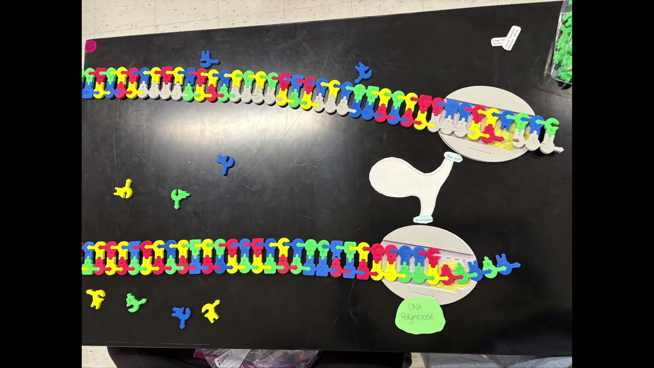 Dna Replication by Molly and Kaia