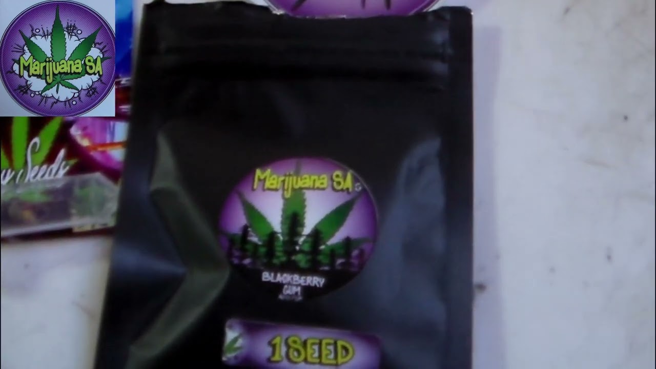 How To Grow Cannabis From Seeds -Ep1- Top Cheese Feminized Autoflower & BlackBerry Gum AutoFeminized