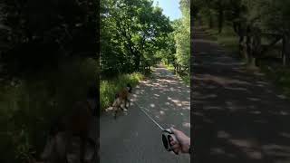 wandeling in neeroeteren (België) #foryou #nature #België #doglife #wandelen #foryoupage