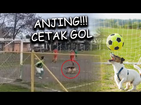 Video: Anjing-anjing ini Selamatkan Hidup Melalui Bermain Bola Sepak