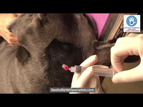 Video: Hersen- En Ruggenmergontsteking (meningo-encefalomyelitis, Eosinofiel) Bij Honden