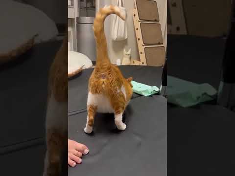 궁댕이에 승천버튼이 있는 고양이 <strong>감귤</strong> 🍊